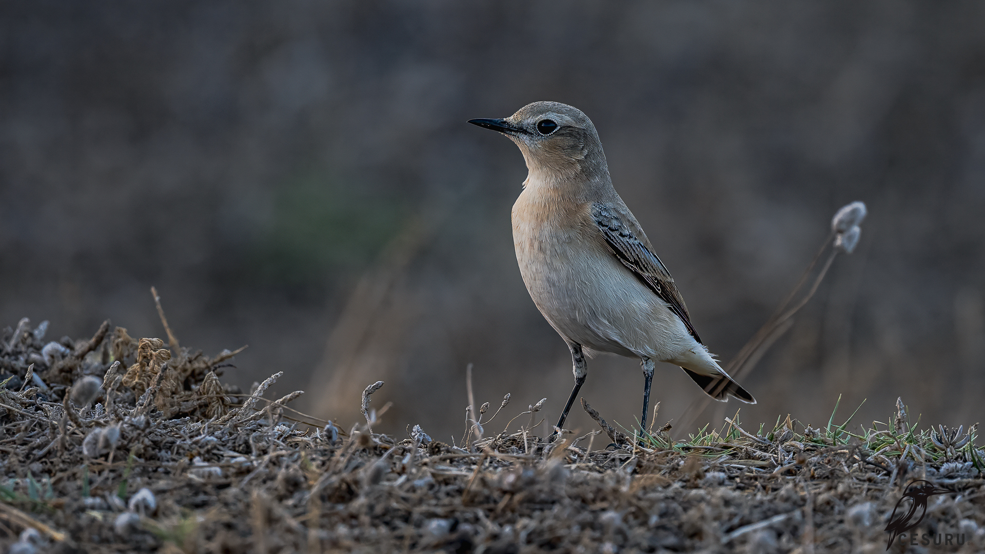 Northern Wheatear